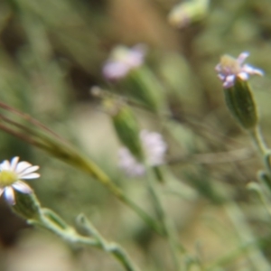 Vittadinia cuneata var. cuneata at Nicholls, ACT - 28 Nov 2015 02:02 PM