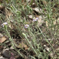 Vittadinia cuneata var. cuneata at Nicholls, ACT - 28 Nov 2015