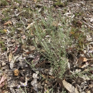 Vittadinia cuneata var. cuneata at Nicholls, ACT - 28 Nov 2015 02:02 PM