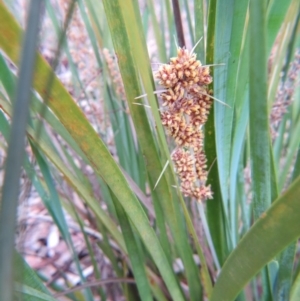 Lomandra longifolia at Nicholls, ACT - 28 Nov 2015 02:23 PM