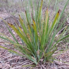 Lomandra longifolia at Nicholls, ACT - 28 Nov 2015 02:23 PM