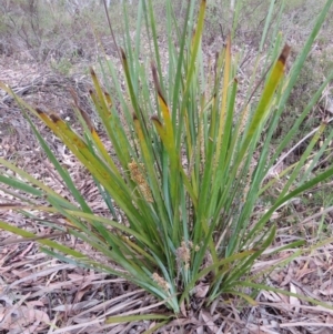 Lomandra longifolia at Nicholls, ACT - 28 Nov 2015 02:23 PM