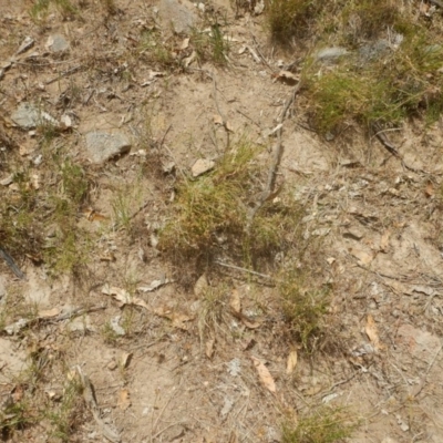 Calotis lappulacea (Yellow Burr Daisy) at Stony Creek - 1 Jan 2016 by MichaelMulvaney