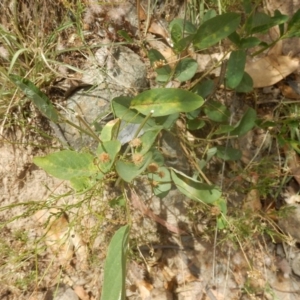 Oxytes brachypoda at Stromlo, ACT - 1 Jan 2016 12:57 PM