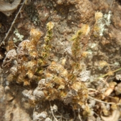 Cheilanthes distans (Bristly Cloak Fern) at Stromlo, ACT - 1 Jan 2016 by MichaelMulvaney