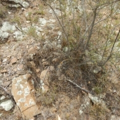 Cheilanthes distans at Stromlo, ACT - 1 Jan 2016