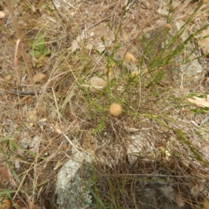 Calotis lappulacea at Stromlo, ACT - 1 Jan 2016 01:06 PM