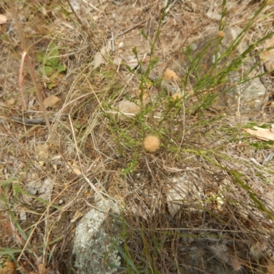 Calotis lappulacea (Yellow Burr Daisy) at Stony Creek - 1 Jan 2016 by MichaelMulvaney