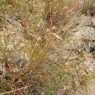 Calotis lappulacea (Yellow Burr Daisy) at Stony Creek - 1 Jan 2016 by MichaelMulvaney