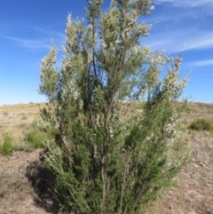 Kunzea ericoides (Burgan) at Nicholls, ACT - 12 Dec 2015 by gavinlongmuir