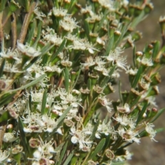 Kunzea ericoides at Nicholls, ACT - 12 Dec 2015