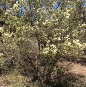 Bursaria spinosa subsp. lasiophylla at Nicholls, ACT - 30 Dec 2015