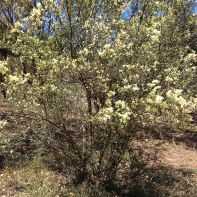 Bursaria spinosa subsp. lasiophylla (Australian Blackthorn) at Nicholls, ACT - 30 Dec 2015 by gavinlongmuir