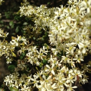 Bursaria spinosa subsp. lasiophylla at Nicholls, ACT - 30 Dec 2015