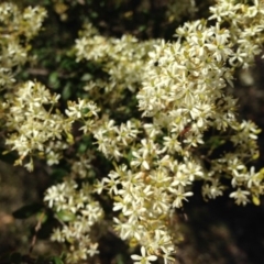 Bursaria spinosa subsp. lasiophylla at Nicholls, ACT - 30 Dec 2015