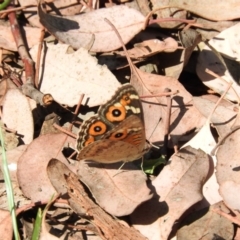 Junonia villida (Meadow Argus) at Fyshwick, ACT - 1 Jan 2016 by ArcherCallaway