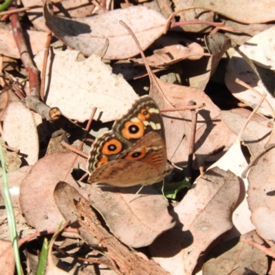 Junonia villida (Meadow Argus) at Fyshwick, ACT - 31 Dec 2015 by RyuCallaway