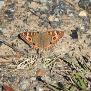 Junonia villida at Jerrabomberra, ACT - 30 Dec 2015