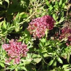 Centranthus ruber (Red Valerian, Kiss-me-quick, Jupiter's Beard) at Jerrabomberra, ACT - 30 Dec 2015 by ArcherCallaway
