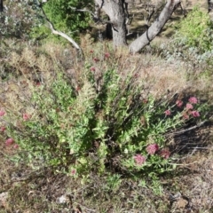 Centranthus ruber at Jerrabomberra, ACT - 30 Dec 2015 09:03 AM