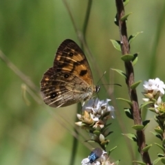 Heteronympha cordace (Bright-eyed Brown) at Paddys River, ACT - 13 Dec 2015 by SuziBond