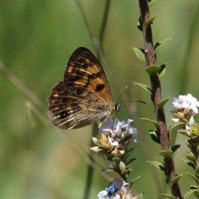 Heteronympha cordace (Bright-eyed Brown) at Paddys River, ACT - 14 Dec 2015 by SuziBond