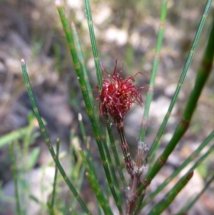 Allocasuarina littoralis at Mount Fairy, NSW - 25 Oct 2015 10:56 AM