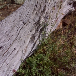 Centranthus ruber at Symonston, ACT - 27 Dec 2015