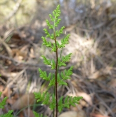 Cheilanthes austrotenuifolia (Rock Fern) at Mount Fairy, NSW - 24 Oct 2015 by JanetRussell