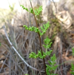 Cheilanthes austrotenuifolia at Mount Fairy, NSW - 25 Oct 2015 10:53 AM