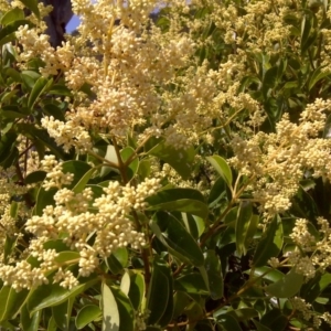 Ligustrum lucidum at Symonston, ACT - 27 Dec 2015 10:13 AM