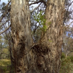 Ligustrum sinense at Garran, ACT - 27 Dec 2015