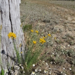 Chrysocephalum semipapposum (Clustered Everlasting) at Percival Hill - 12 Dec 2015 by gavinlongmuir