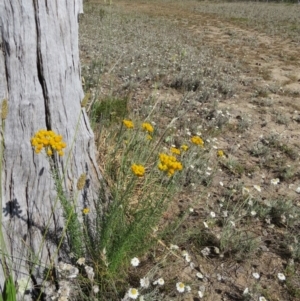 Chrysocephalum semipapposum at Nicholls, ACT - 12 Dec 2015 02:45 PM