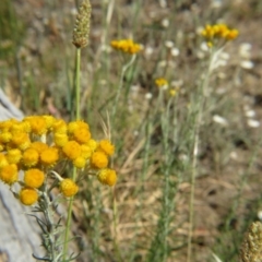 Chrysocephalum semipapposum at Nicholls, ACT - 12 Dec 2015 02:45 PM