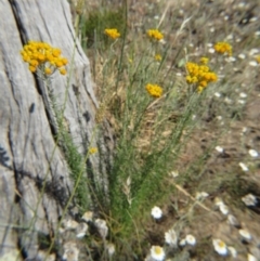 Chrysocephalum semipapposum at Nicholls, ACT - 12 Dec 2015 02:45 PM