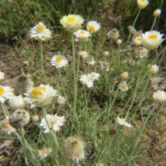 Leucochrysum albicans subsp. tricolor (Hoary Sunray) at Percival Hill - 28 Nov 2015 by gavinlongmuir