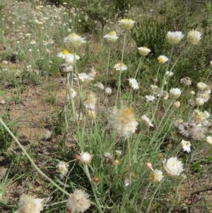 Leucochrysum albicans subsp. tricolor at Nicholls, ACT - 28 Nov 2015 01:56 PM