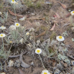 Leucochrysum albicans subsp. tricolor (Hoary Sunray) at Nicholls, ACT - 28 Nov 2015 by gavinlongmuir