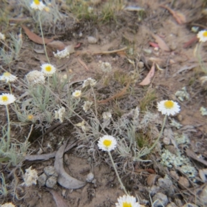 Leucochrysum albicans subsp. tricolor at Nicholls, ACT - 28 Nov 2015 02:10 PM