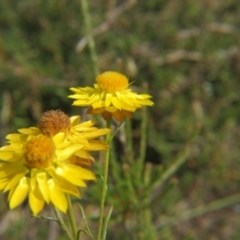 Xerochrysum viscosum (Sticky Everlasting) at Percival Hill - 28 Nov 2015 by gavinlongmuir