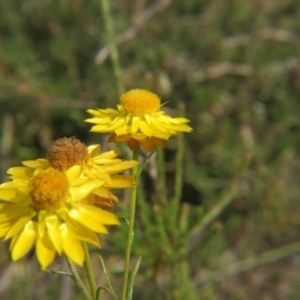 Xerochrysum viscosum at Nicholls, ACT - 28 Nov 2015 02:08 PM