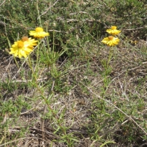 Xerochrysum viscosum at Nicholls, ACT - 28 Nov 2015 02:08 PM