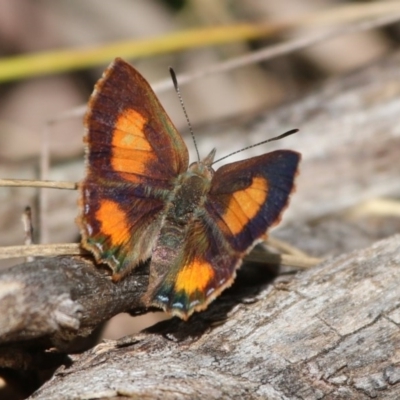 Paralucia aurifera (Bright Copper) at Paddys River, ACT - 1 Nov 2015 by SuziBond