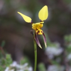 Diuris sulphurea (Tiger Orchid) at Paddys River, ACT - 1 Nov 2015 by SuziBond