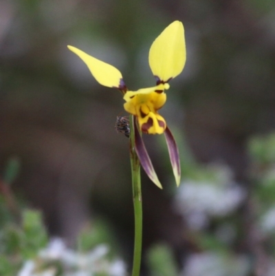 Diuris sulphurea (Tiger Orchid) at Paddys River, ACT - 2 Nov 2015 by SuziBond
