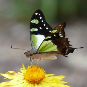 Graphium macleayanum at Acton, ACT - 17 Feb 2013 12:00 AM