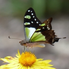 Graphium macleayanum (Macleay's Swallowtail) at Acton, ACT - 16 Feb 2013 by SuziBond