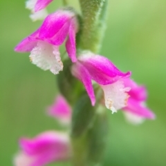 Spiranthes australis (Austral Ladies Tresses) at Fadden Hills Pond - 2 Jan 2016 by AaronClausen