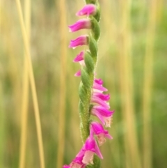 Spiranthes australis at Fadden, ACT - 2 Jan 2016